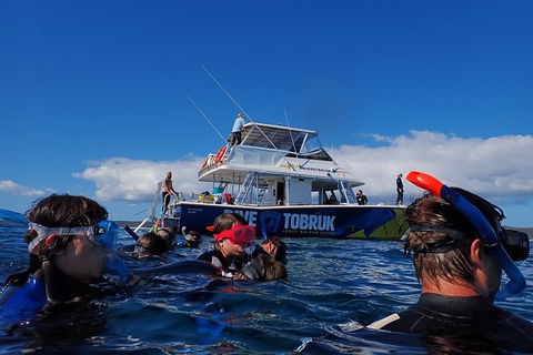Hervey Bay Whale Swim And Watch - Accommodation Bookings 5