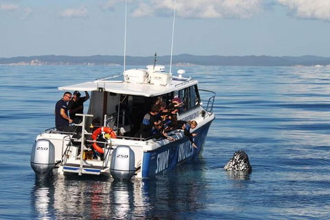 Hervey Bay Whale Swim And Watch - Accommodation Bookings 3