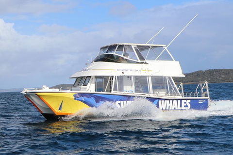 Hervey Bay Whale Swim And Watch - Accommodation Bookings 2