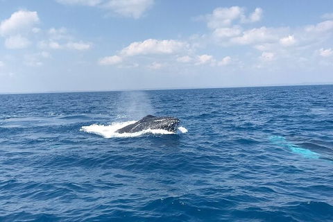 Hervey Bay Whale Swim And Watch - Accommodation Bookings 6