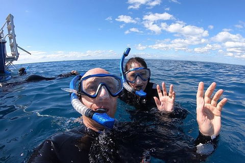 Hervey Bay Whale Swim And Watch - Accommodation Bookings 4