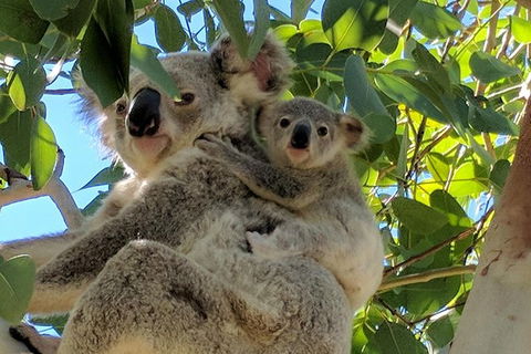 Magnetic Island Tour: Maggie Comprehensive - Accommodation Bookings 4