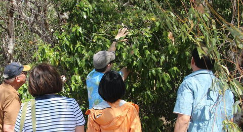 Magnetic Island Tour: Maggie Comprehensive - Accommodation Bookings 6