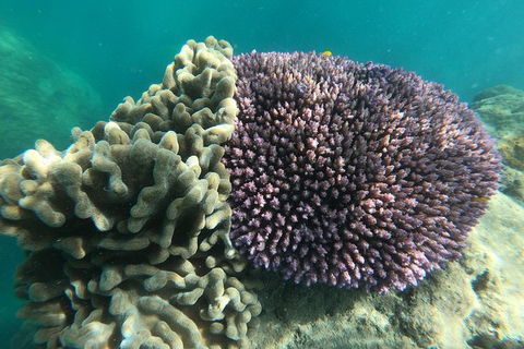 Whitehaven Beach Day Tour With Snorkel In Whitsundays Island - Accommodation Bookings 18