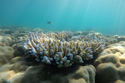 Whitehaven Beach Day Tour With Snorkel In Whitsundays Island - Accommodation Bookings 16