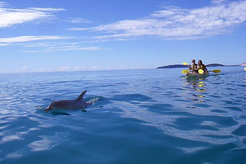Half-Day Kayak With Dolphins And 4WD Beach Drive From Rainbow Beach - Accommodation Bookings 9
