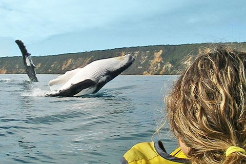 Half-Day Kayak With Dolphins And 4WD Beach Drive From Rainbow Beach - Accommodation Bookings 7
