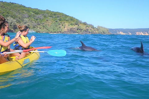 Half-Day Kayak With Dolphins And 4WD Beach Drive From Rainbow Beach - Accommodation Bookings 3