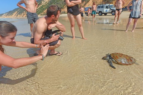 Half-Day Kayak With Dolphins And 4WD Beach Drive From Rainbow Beach - Accommodation Bookings 11