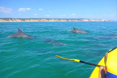 Half-Day Kayak With Dolphins And 4WD Beach Drive From Rainbow Beach - Accommodation Bookings 2