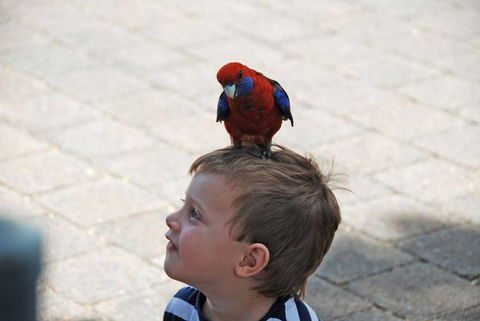 O'Reilly's Lamington National Park And Treetop Canopy Tour - Accommodation Bookings 7