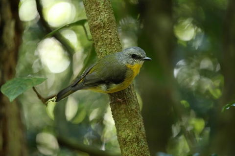 O'Reilly's Lamington National Park And Treetop Canopy Tour - Accommodation Bookings 3