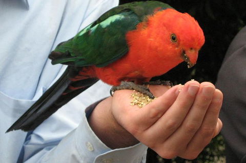 O'Reilly's Lamington National Park And Treetop Canopy Tour - Accommodation Bookings 1