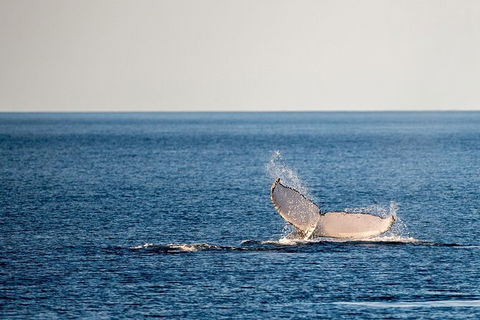 Whale Watching Ocean Tour - Accommodation Bookings 0