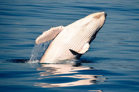Whale Watching Ocean Tour - Accommodation Bookings 1