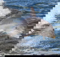 Noosa Oceanrider Scenic Dolphin Safari - Accommodation Bookings