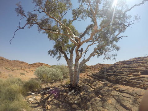 Kings Canyon Day Trip From Ayers Rock - Accommodation Bookings 3