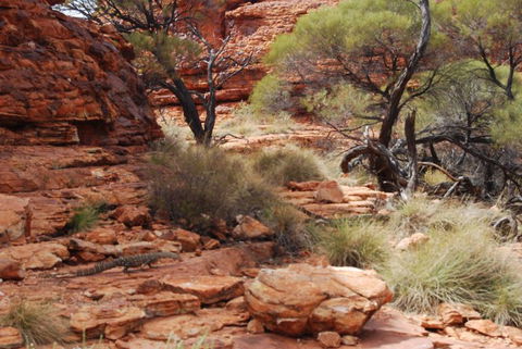 Kings Canyon Day Trip From Ayers Rock - Accommodation Bookings 24