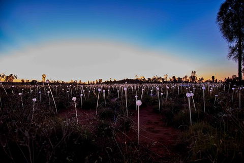 Uluru Field Of Light Sunrise Tour - Accommodation Bookings 8