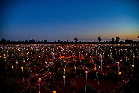 Uluru Field Of Light Sunrise Tour - Accommodation Bookings 7