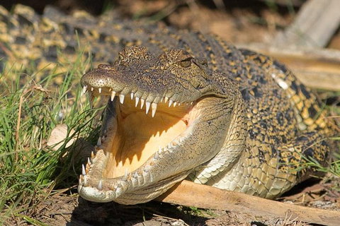 1 Day Corroboree Billabong Wetland Experience Including 2.5 Hour Cruise + Lunch - Accommodation Bookings 1