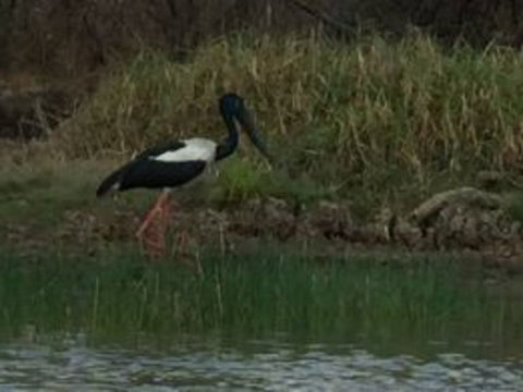 1 Day Corroboree Billabong Wetland Experience Including 2.5 Hour Cruise + Lunch - Accommodation Bookings 3
