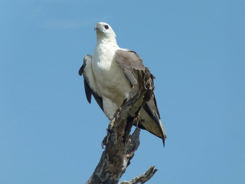1 Day Corroboree Billabong Wetland Experience Including 2.5 Hour Cruise + Lunch - Accommodation Bookings 2
