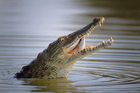3 Day 4WD Dragonfly Dreaming Top End Safari - Accommodation Bookings 12