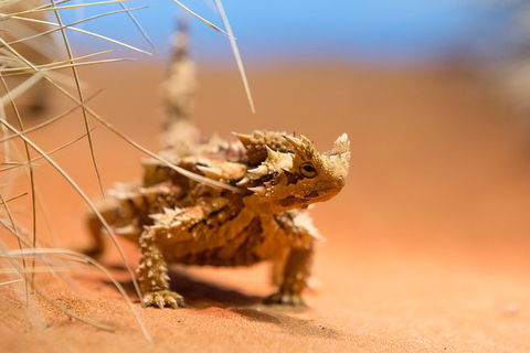 Alice Springs Desert Park General Entry Ticket - Accommodation Bookings 8