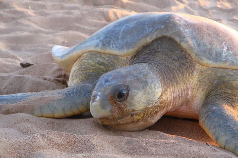 Turtle Tracks Tour To Bare Sand Island From Darwin - Accommodation Bookings 0