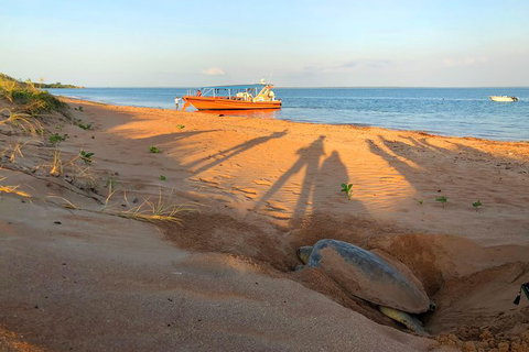 Turtle Tracks Tour To Bare Sand Island From Darwin - Accommodation Bookings 4