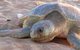 Turtle Tracks Tour To Bare Sand Island From Darwin - thumb 2