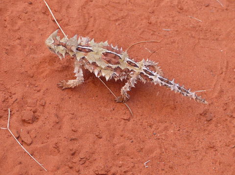 Alice Springs Highlights Half-Day Tour - Accommodation Bookings 5