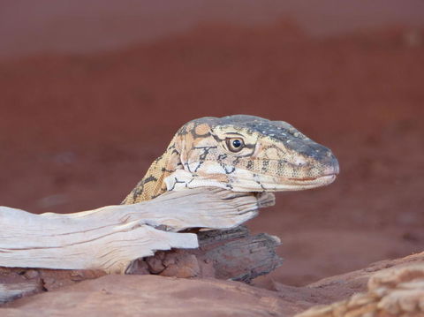 Alice Springs Highlights Half-Day Tour - Accommodation Bookings 6