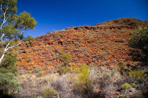 Palm Valley 4WD Tour From Alice Springs - Accommodation Bookings 7