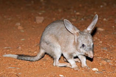 Alice Springs Desert Park Nocturnal Tour - Accommodation Bookings 4