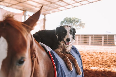 Skip-the-Line Katherine Outback Experience Show Ticket - Accommodation Bookings 13