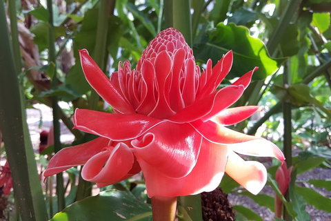 Walk The Darwin Botanic Gardens - Accommodation Bookings 5