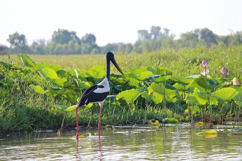 Mary River Wetlands Helicopter And Airboat Adventure From Darwin - Accommodation Bookings 4