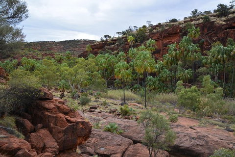 Palm Valley And Hermannsburg 1 Day 4WD Tour - Accommodation Bookings 0
