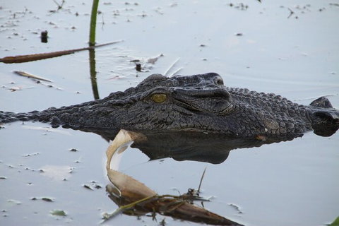 Darwin To Katherine Day Trip By Air Including Nitmiluk (Katherine) Gorge Cruise - Accommodation Bookings 3
