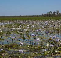 230pm Safari Cruise 1.5 Hours - Accommodation Bookings