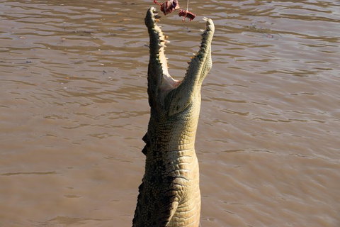 Litchfield Dreams 1 Day National Park Waterfall Swimming & Jumping Croc Cruise - Accommodation Bookings 1