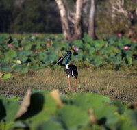 430pm Safari Cruise 1.5 Hours - Accommodation Bookings