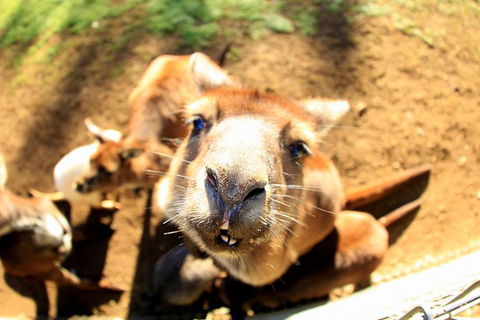 All-Inclusive Blue Mountains Day Trip With River Cruise - Accommodation Bookings 1