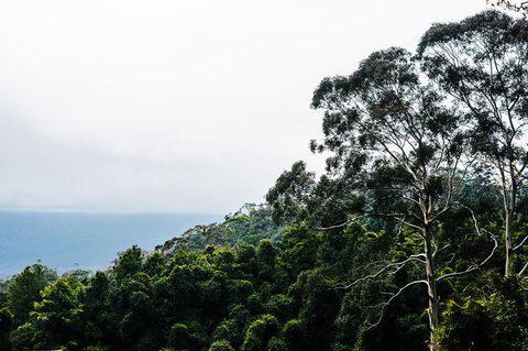 All-Inclusive Blue Mountains Day Trip With River Cruise - Accommodation Bookings 18