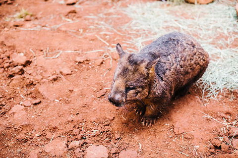 All-Inclusive Blue Mountains Day Trip With River Cruise - Accommodation Bookings 16