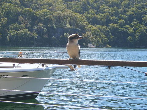 Lunch At Cottage Point Inn By Seaplane From Sydney - Accommodation Bookings 12