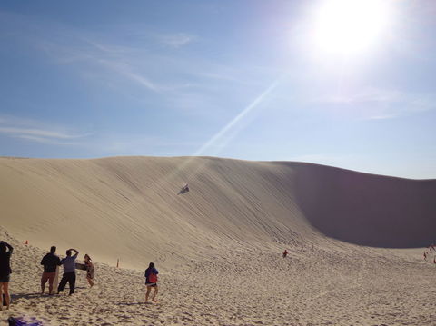 Port Stephens Day Tour With Dolphin Watching, Sandboarding & Australian Wildlife - Accommodation Bookings 21