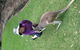 Port Stephens Day Tour With Dolphin Watching, Sandboarding & Australian Wildlife - thumb 20